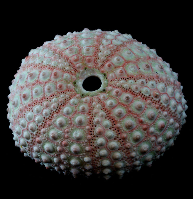 Pink Sea Urchin - Paxton Gate