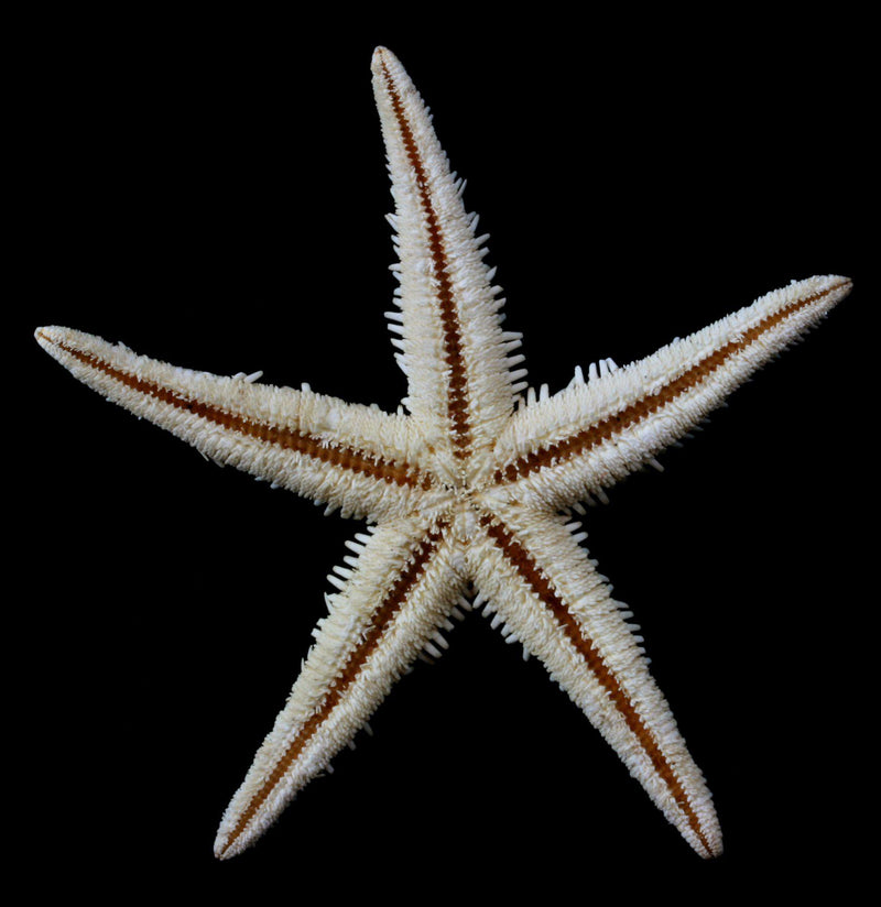 Spiny Starfish - Paxton Gate