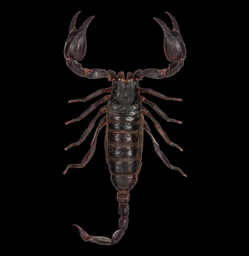 Loose Heterometrus Spinifer Asian Forest Scorpion - Paxton Gate