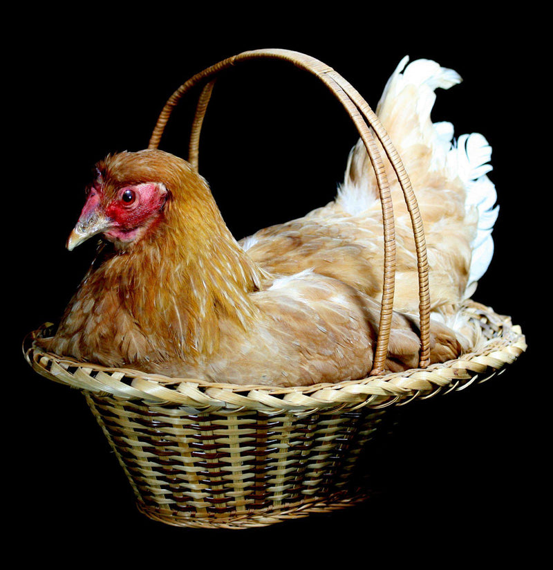 Chicken Taxidermy in natural Reed basket - Paxton Gate