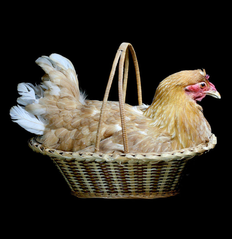 Chicken Taxidermy in natural Reed basket - Paxton Gate