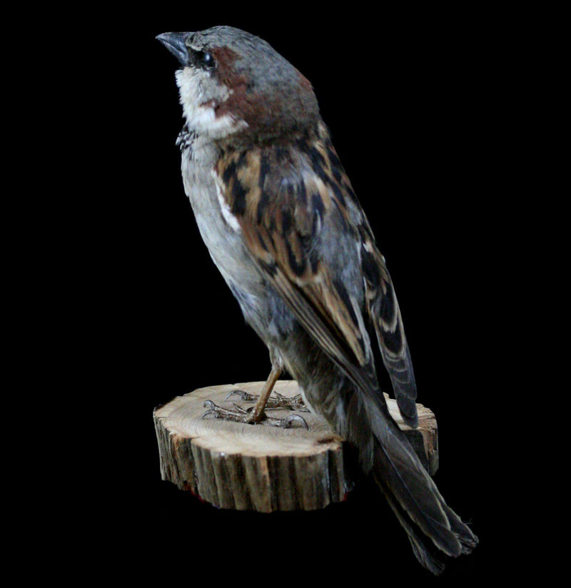 Male Sparrow Taxidermy - Paxton Gate