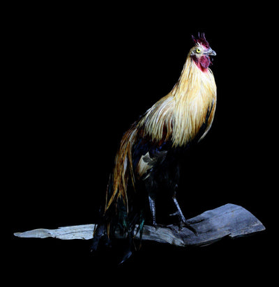 Long Tailed Taxidermy Rooster - Paxton Gate