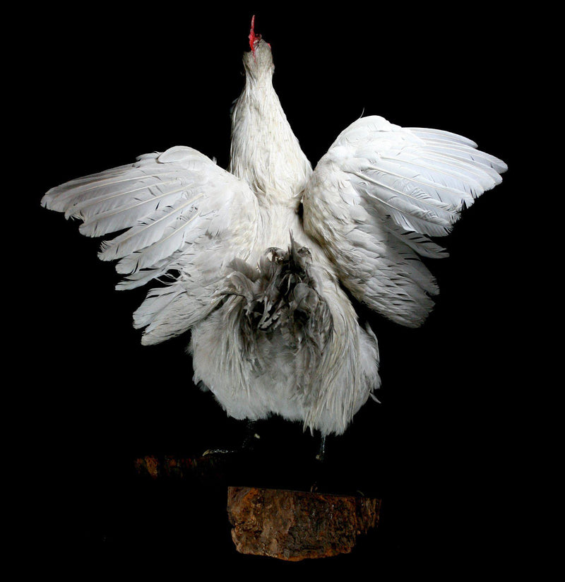 Large White Taxidermy Rooster - Paxton Gate