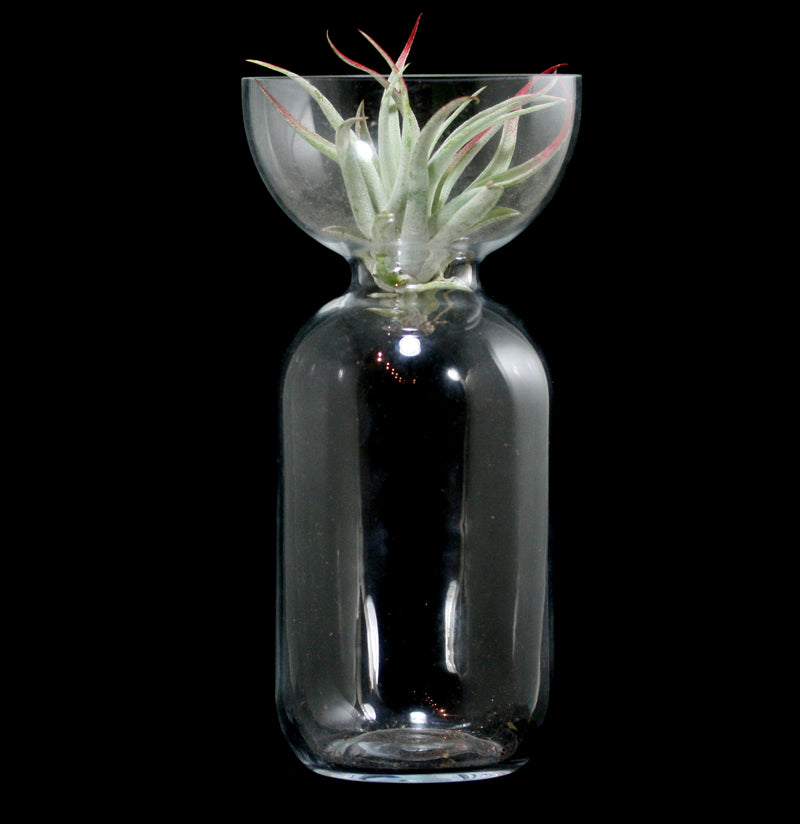 Clear Bulb Vase - Paxton Gate