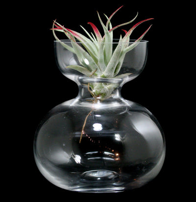 Clear Short Bulb Vase - Paxton Gate