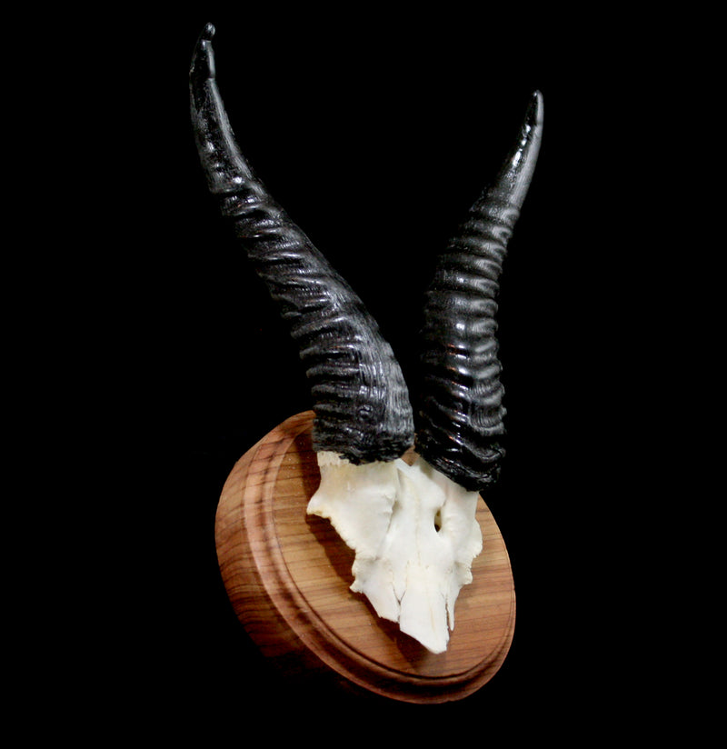 Mounted Springbok Skull Plate - Paxton Gate