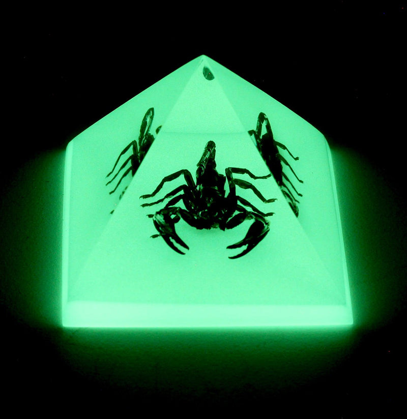 Glow In The Dark Black Scorpion Pyramid - Paxton Gate