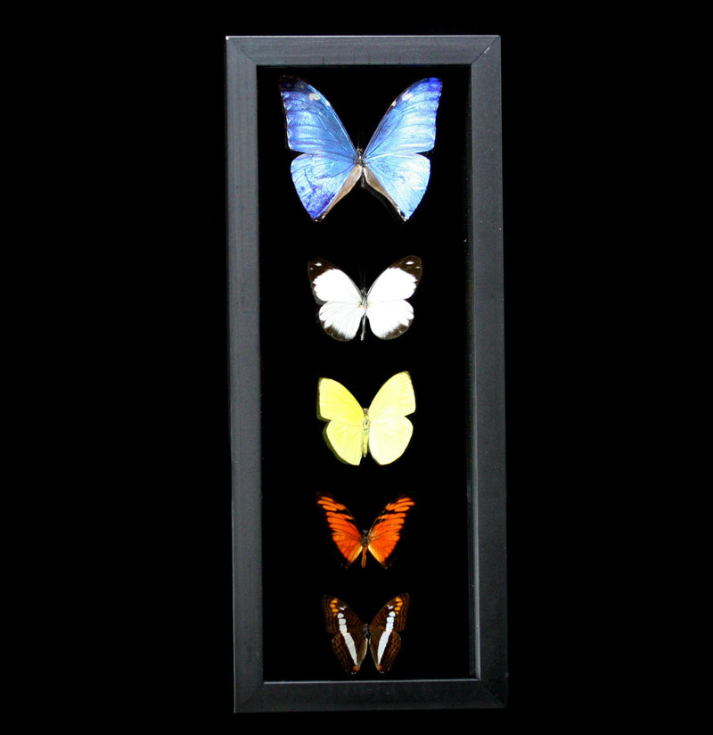 Double Glass Framed Morpho Plus Four Butterflies - Paxton Gate