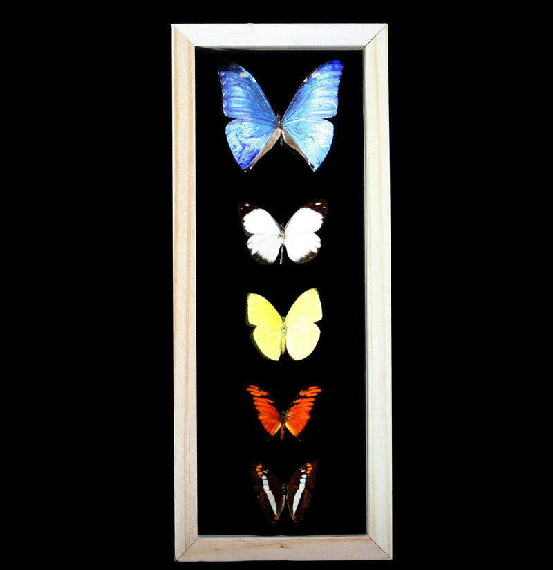 Double Glass Framed Morpho Plus Four Butterflies - Paxton Gate