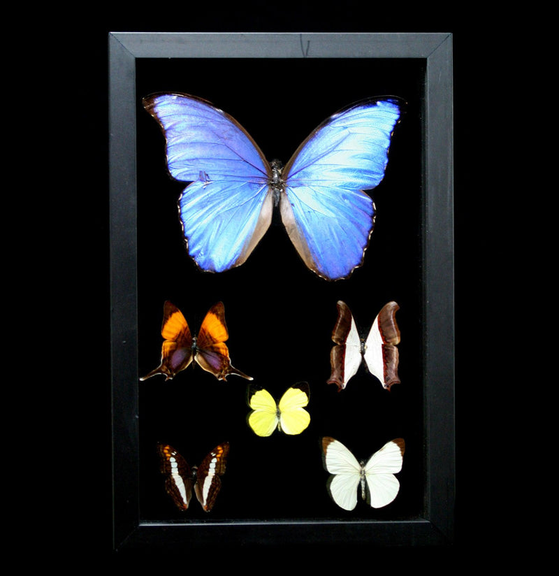 Double Glass Framed Morpho Plus Five Butterflies - Paxton Gate