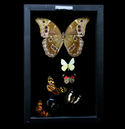 Double Glass Framed Morpho Plus Six Butterflies - Paxton Gate
