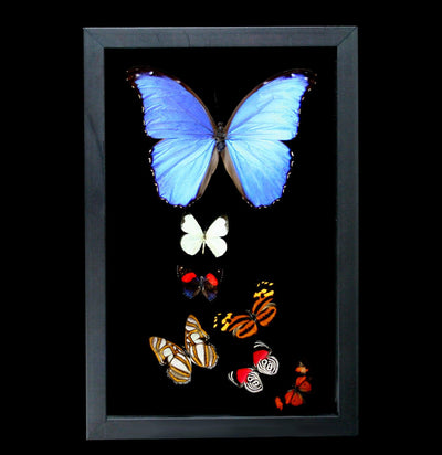 Double Glass Framed Morpho Plus Six Butterflies - Paxton Gate