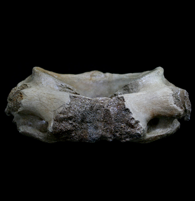 Mammoth Atlas With Hyena Teeth Marks - Paxton Gate