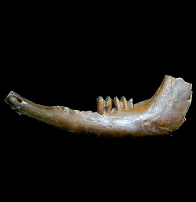 Fossilized Bison Mandible - Paxton Gate