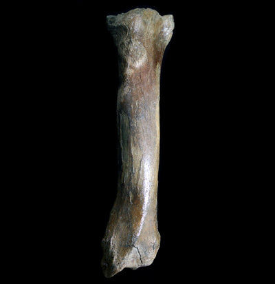 Fossilized Megaloceros Giganteus Radius - Paxton Gate