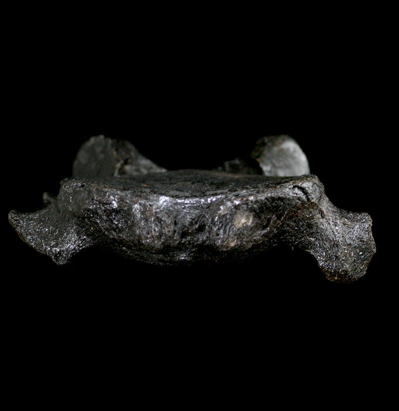 Fossilized Woolly Mammoth Cervical Vertebrae - Paxton Gate