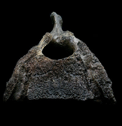 Fossilized Woolly Mammoth Tailbone - Paxton Gate