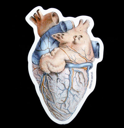 Anatomical Heart Sticker - Paxton Gate