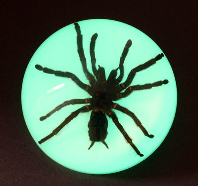 Tarantula Glow in the Dark in Acrylic - Paxton Gate