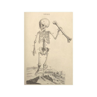 Child Skeleton Matte Poster - Paxton Gate