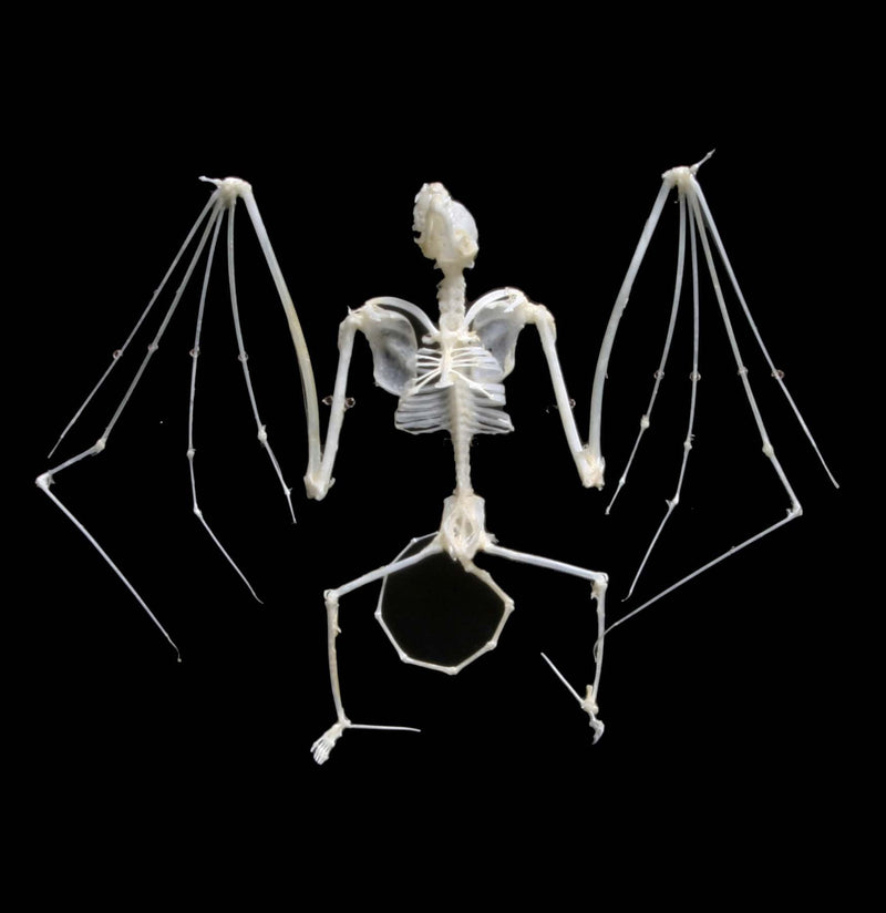 Articulated Bat Skeleton - Paxton Gate