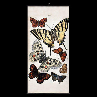 Wellcome Collection Butterfly Wall Chart - Paxton Gate