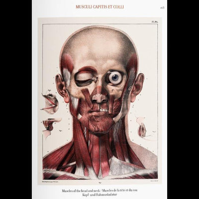 Bourgery: Atlas of Human Anatomy and Surgery - Paxton Gate