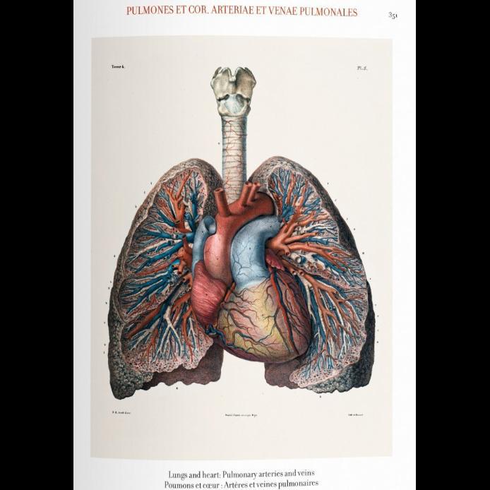 Bourgery: Atlas of Human Anatomy and Surgery - Paxton Gate