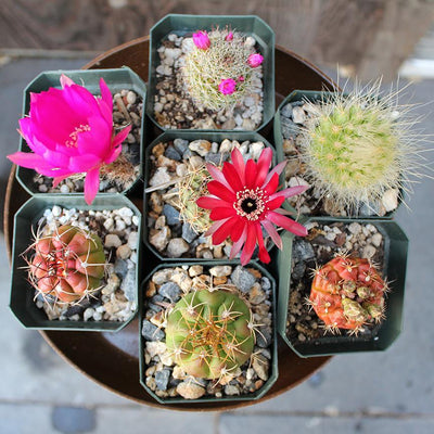 Assorted Cacti 3" (Local Pick-up Only) - Paxton Gate