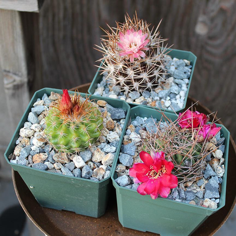 Assorted Cacti 4" (Local Pick-up Only) - Paxton Gate