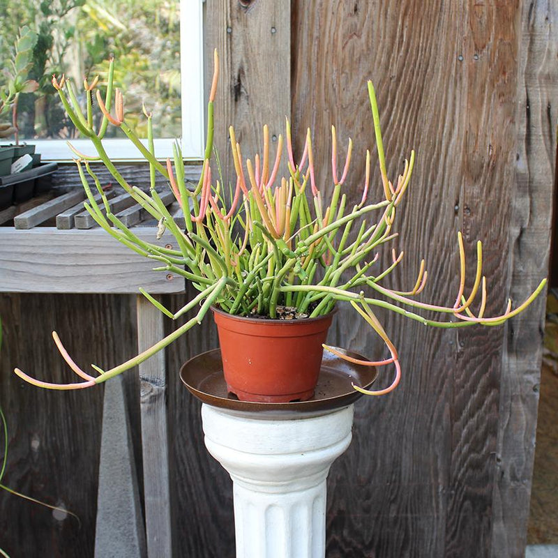 Pencil Cactus Fire Stick (Local Pick-up Only) - Paxton Gate