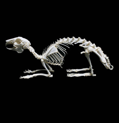 Articulated Rabbit Skeleton - Paxton Gate