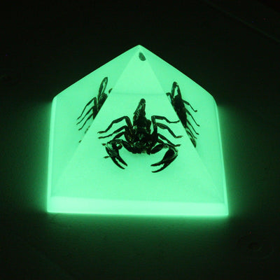 Black Scorpion Glow In The Dark Pyramid - Paxton Gate