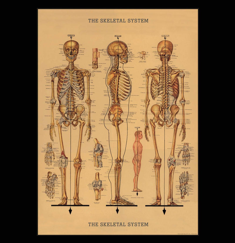 Skeletal System Poster Wrap - Paxton Gate