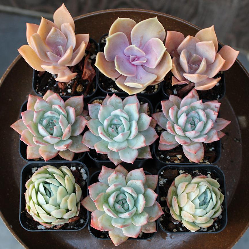 Assorted Succulents - Paxton Gate