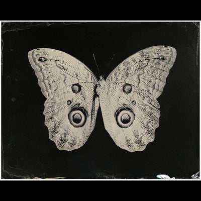 Caligo Butterfly Pigment Print - Paxton Gate